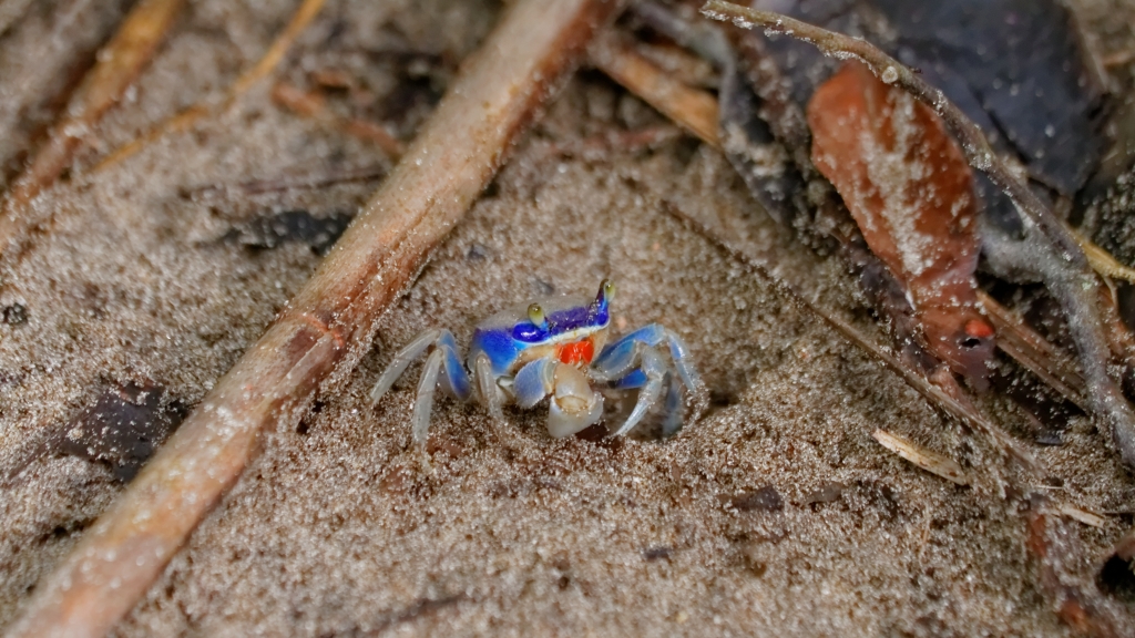 20 - Cahuita NP (02).jpg